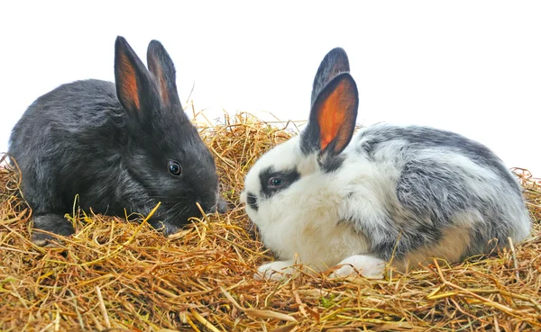 Par søte kanin – stockfoto