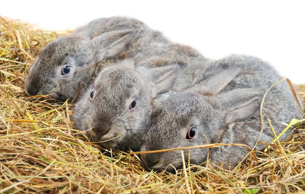 Tre coniglietti — Foto Stock