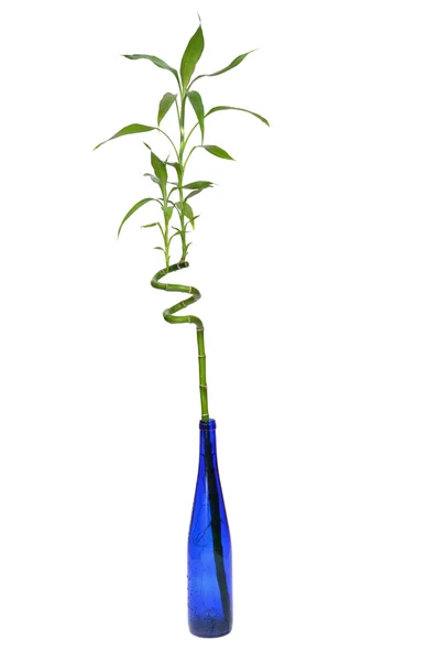 Зеленое растение в бутылке — стоковое фото