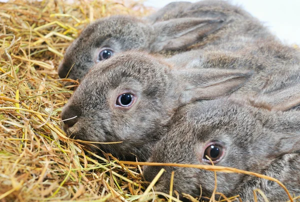 Drei schöne Kaninchen — Stockfoto