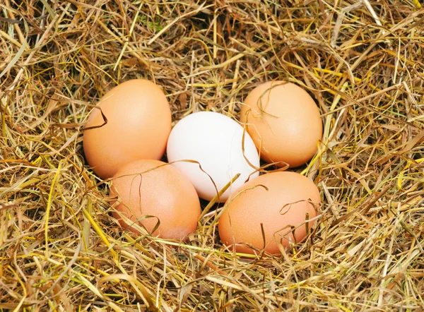 Five eggs — Stock Photo, Image