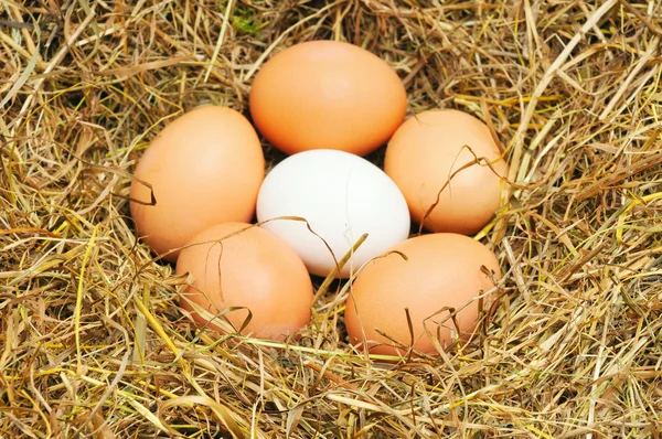 Five yellow eggs — Stock Photo, Image