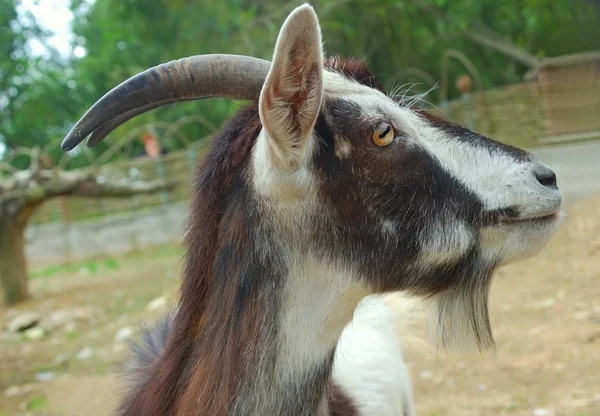 Билли коза — стоковое фото