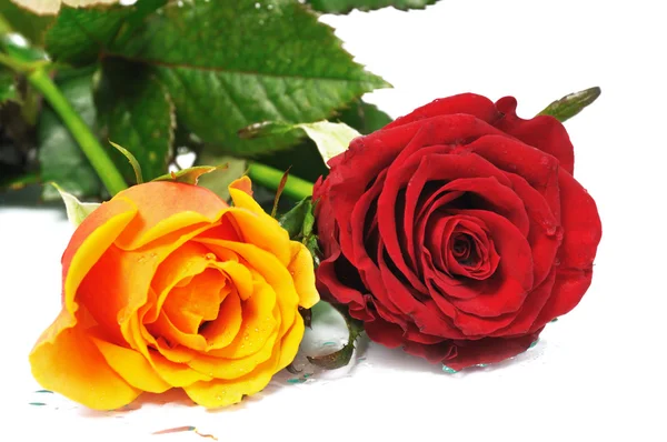 Two rose — Stock Photo, Image