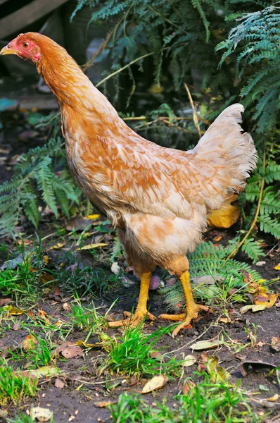 Altın tavuk — Stok fotoğraf