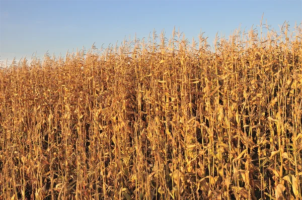 Поле кукурудзи — стокове фото