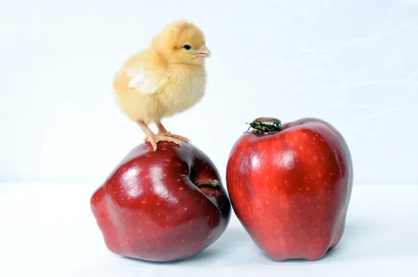Un bicho en una manzana y un pollo en una manzana ... —  Fotos de Stock