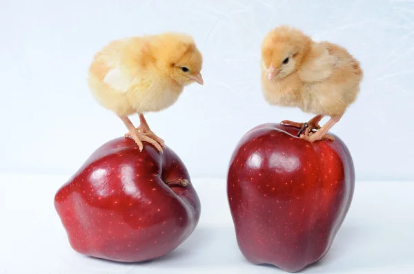 Iki güzel büyük kırmızı elma üstünde iki küçük tavuk — Stok fotoğraf