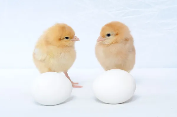 Two tiny pretty chicken and two eggs — Stock Photo, Image