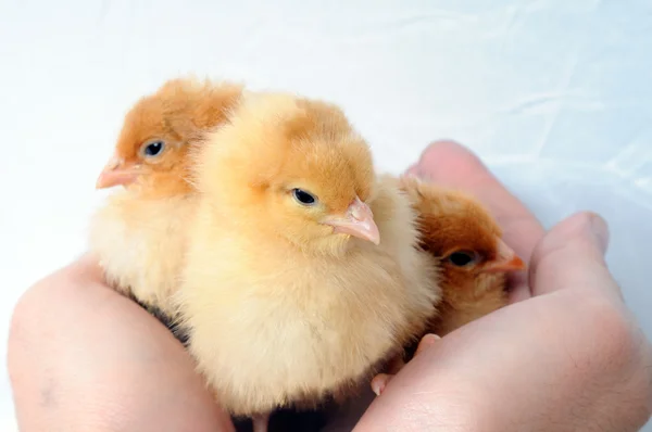 Tres diminutos pollos mullidos en las manos — Foto de Stock