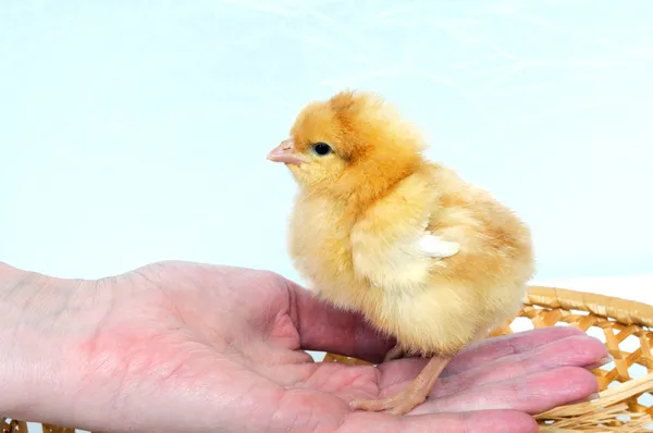 Um pequeno frango bonito em uma mão — Fotografia de Stock