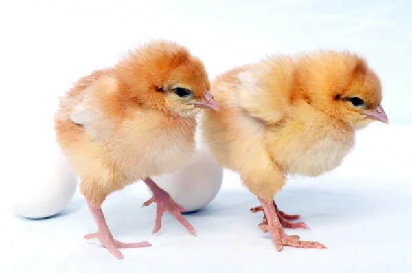 Two cute chicken near two eggs — Stock Photo, Image