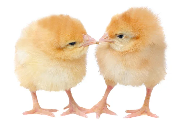 Two yellow chickens — Stock Photo, Image