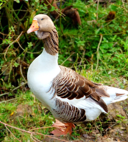 Beautiful goose — Stock Photo, Image