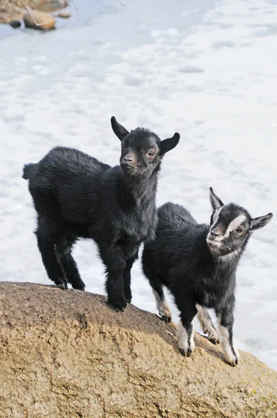 Nice small goat — Stock Photo, Image