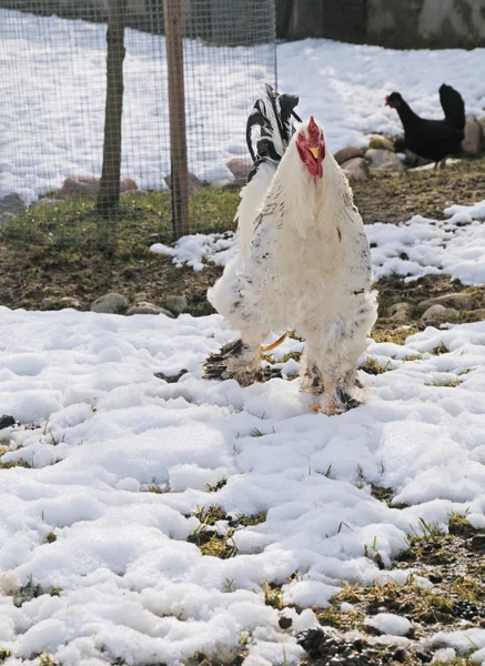Un gallo en la nieve —  Fotos de Stock