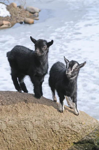 Pretty small goats — Stock Photo, Image