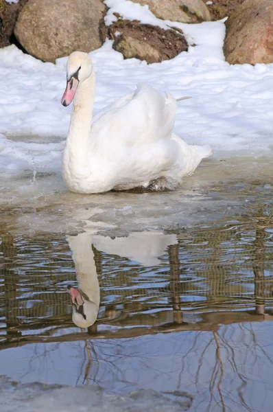 Un cigno che nuota — Foto Stock