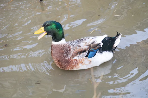 Duck with green head
