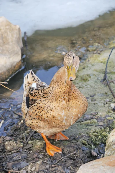 Un pato se queda en tierra —  Fotos de Stock