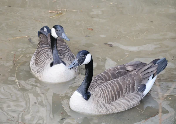 Para kaczek na brudną wodę — Zdjęcie stockowe