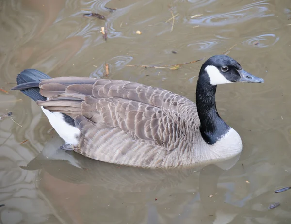 Ente auf Schmutzwasser — Stockfoto