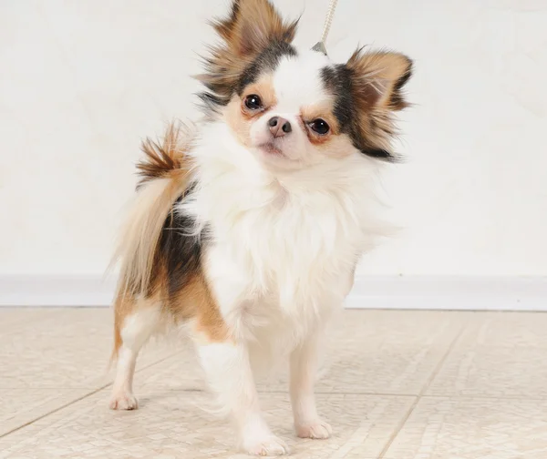 Portre küçük köpek — Stok fotoğraf