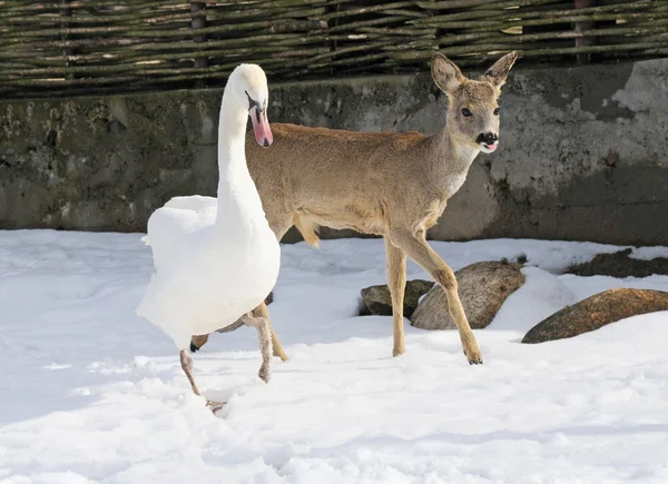 Swan and deer — Stock Photo, Image
