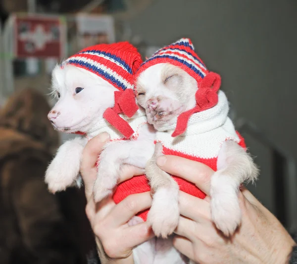 Elinde iki köpek yavrusu — Stok fotoğraf