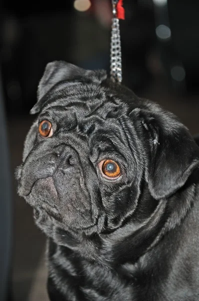 Retrato preto engraçado cão — Fotografia de Stock