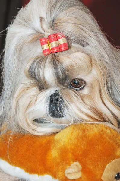Krása pes — Stock fotografie