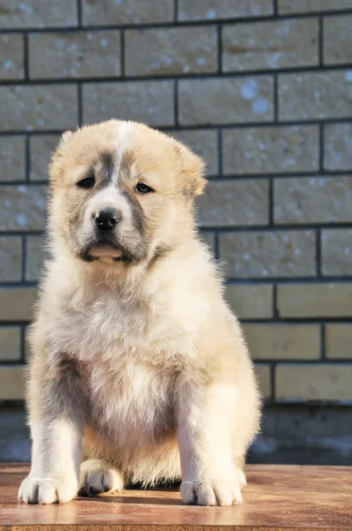 Güzel köpek yavrusu sit ahşap tablo — Stok fotoğraf