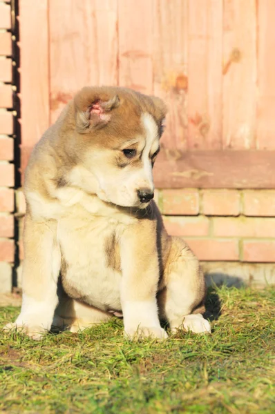Pretty puppy — Stock Photo, Image