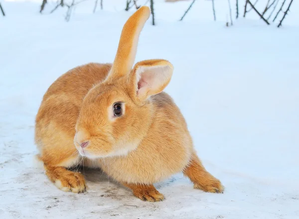 Netter Hase auf Schnee — Stockfoto