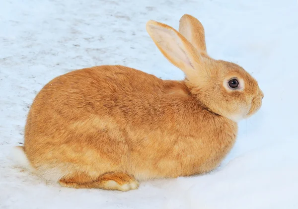Söt kanin på snön — Stockfoto