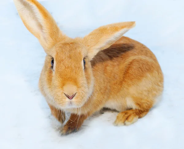 Красивый кролик на снегу — стоковое фото