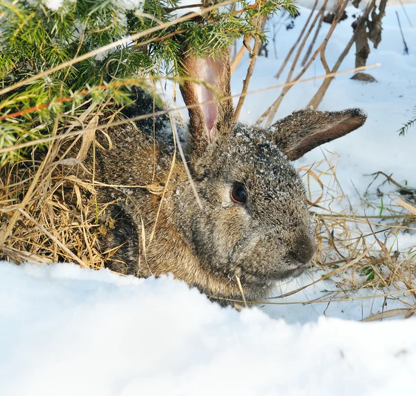 Rabbit sit under bush — Stock Photo, Image