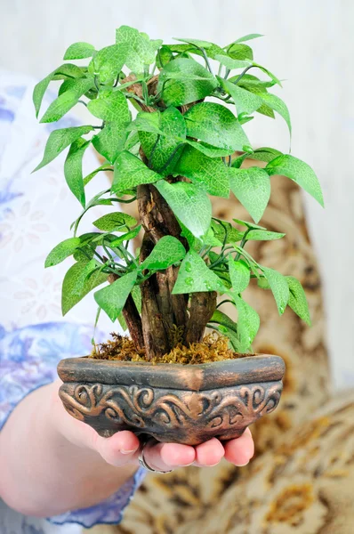 Eine Pflanze zur Hand — Stockfoto
