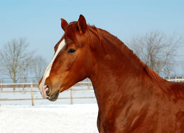 Красная лошадь на фоне снега — стоковое фото