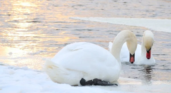 Pair swan — Stok fotoğraf