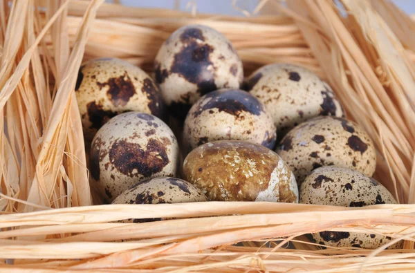 Poche piccole uova macchiate — Foto Stock