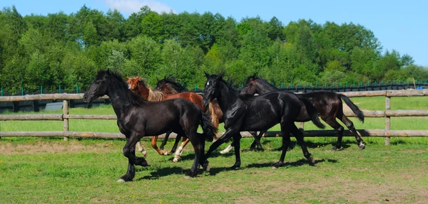 Kudde paard — Stockfoto