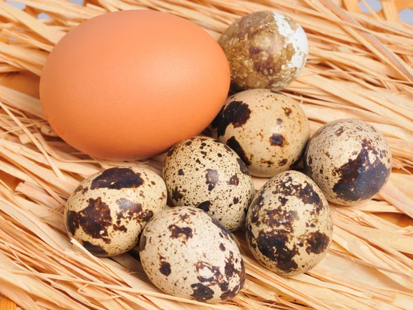 Sette uova macchiettate con un uovo giallo — Foto Stock