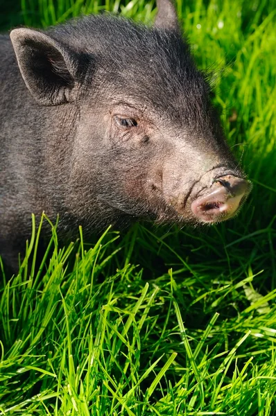 Swine on grass — Stock Photo, Image