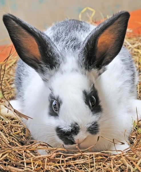 Tatlı bunny — Stok fotoğraf