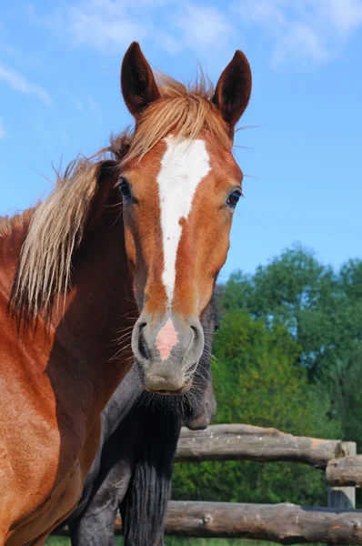 Mooie paard — Stockfoto