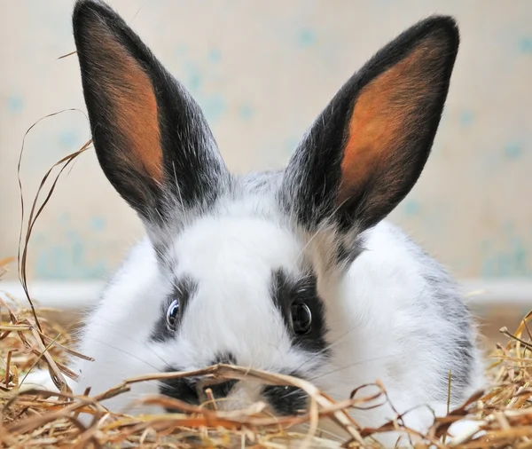 Hübsches Kaninchen — Stockfoto