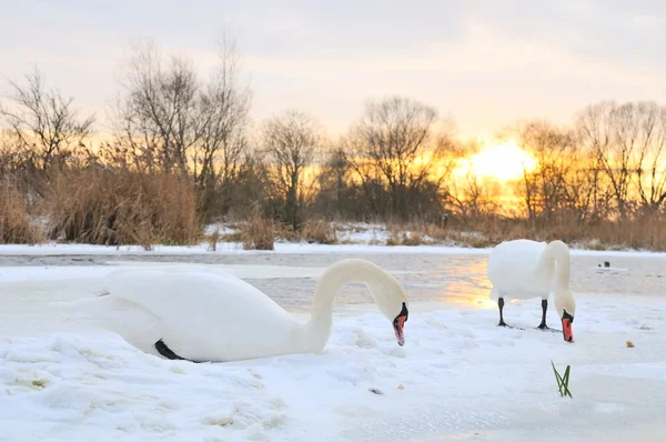 Couple swan — Stock Photo, Image