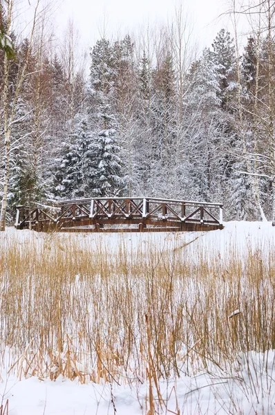 Pequena ponte de pé na natureza de fundo — Fotografia de Stock