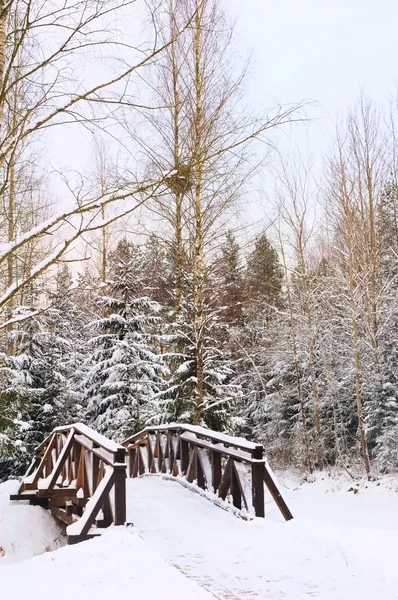 Natureza de inverno — Fotografia de Stock